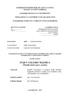 О‘ZBEKISTON RESPUBLIKASI  OLIY VA O‘RTA