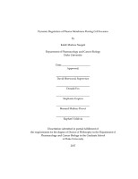 Kaleb Naegeli Dissertation